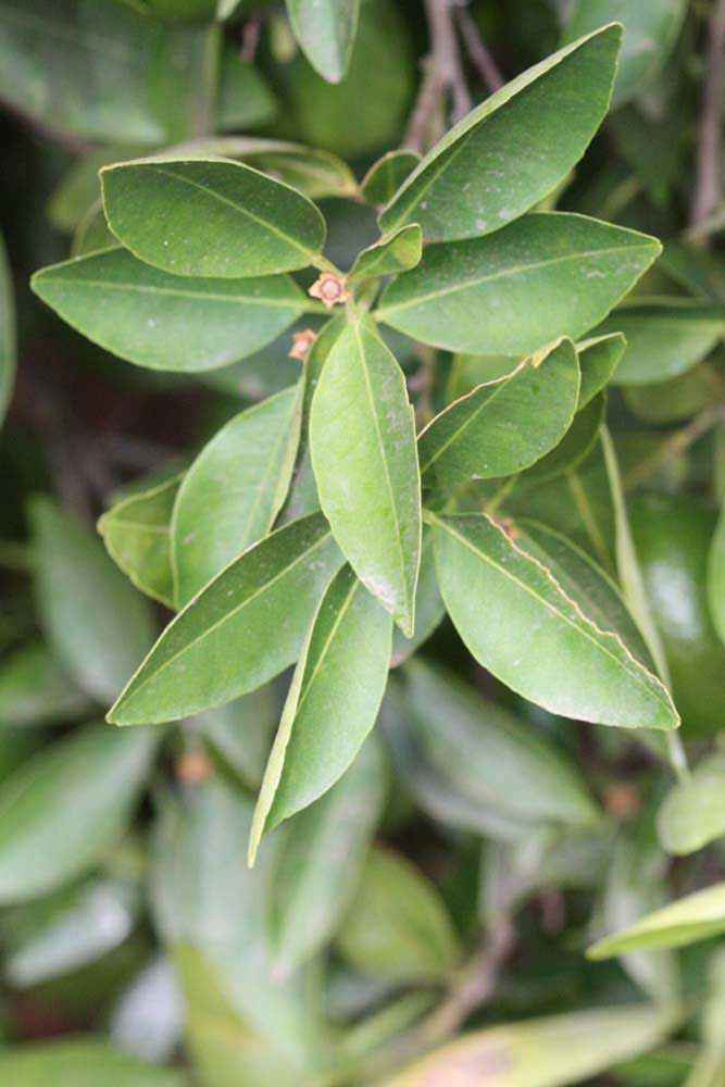              Sun leaves (Riverside, CA)       